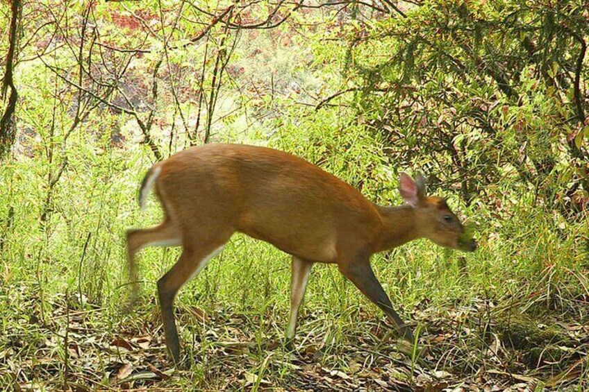 Barking Deer at Shavipuri National Park 5