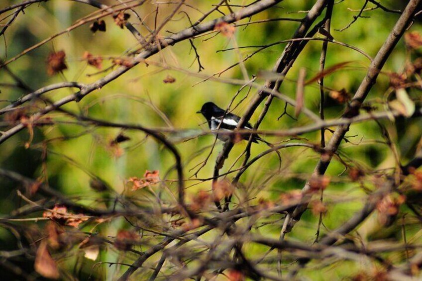 Birds in Shivapuri Nagarjun National Park 4