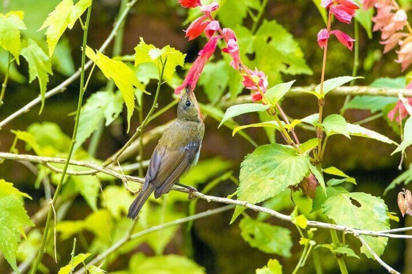 Birds in Shivapuri Nagarjun National Park 3