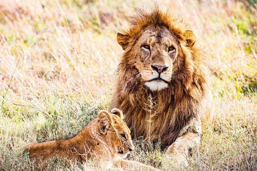 A lion with a mane lying in a grassy field. 5