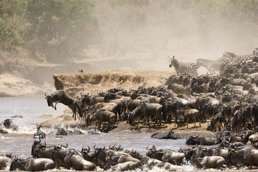 A herd of wildebeests and zebras by a riverbank. 3
