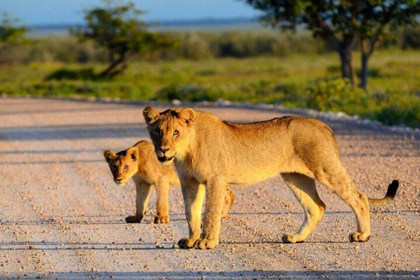 Two lions walking on a dirt road in a savannah landscape. 2