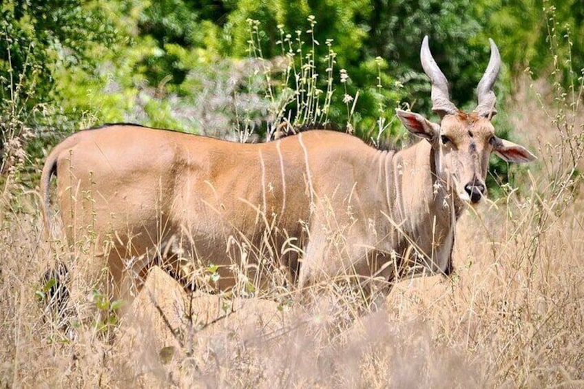 Een kudu in een grasveld, met bomen op de achtergrond. 4