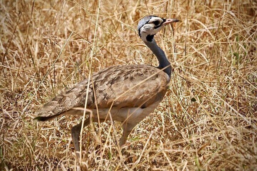 Een vogel met een opvallend zwart-wit gekleurde kop en hals, staand in hoog, droog gras. 5