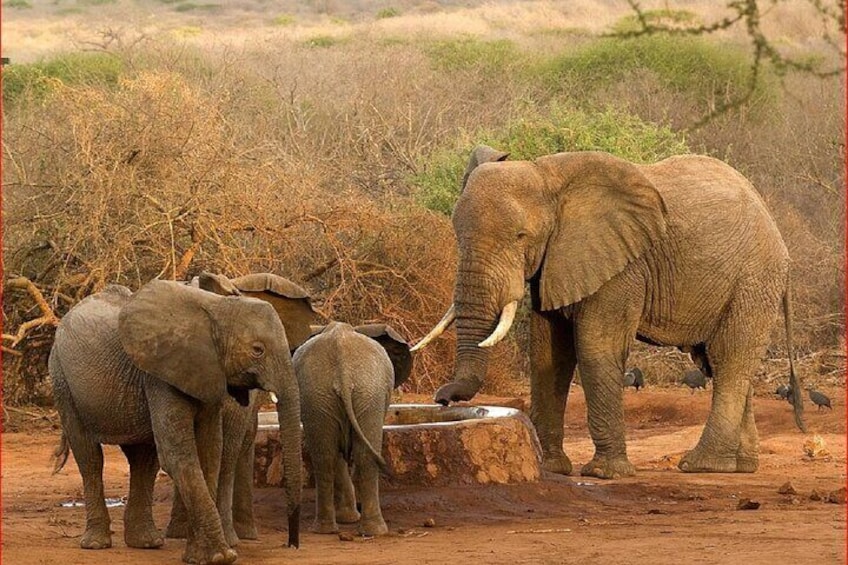 Een groep olifanten, waaronder volwassenen en jongen, bij een drinkpoel in een droog savannelandschap. 2