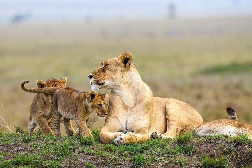 Nairobi National Park Half day Safari with Options 1