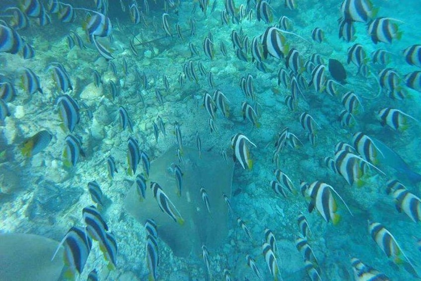 Snorkeling in the Maldives 3