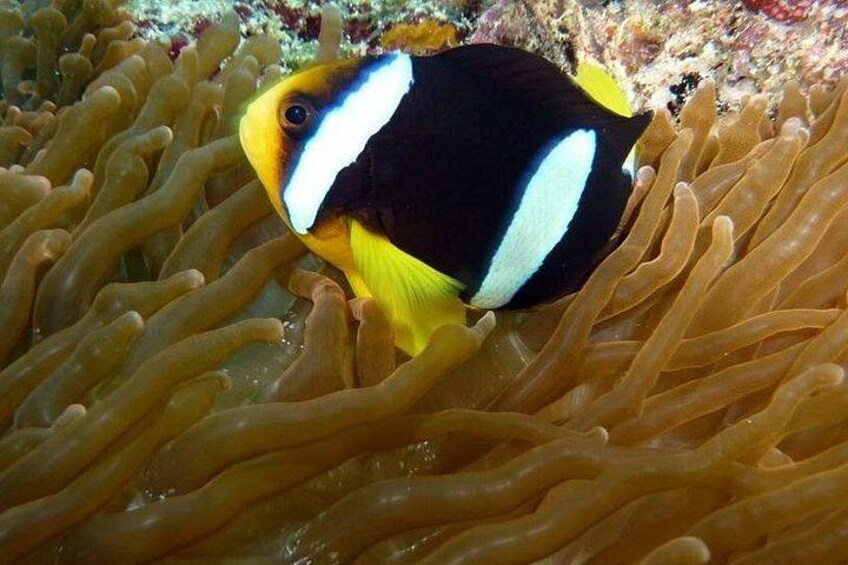 Snorkeling in the Maldives 5