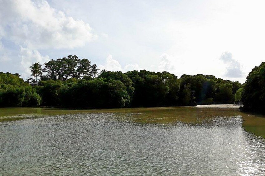 Une rivière paisible, bordée de chaque côté d’une végétation luxuriante et d’arbres. 3