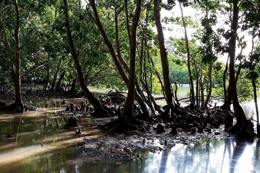 Une forêt de mangroves dont les arbres se reflètent dans l’eau. 2