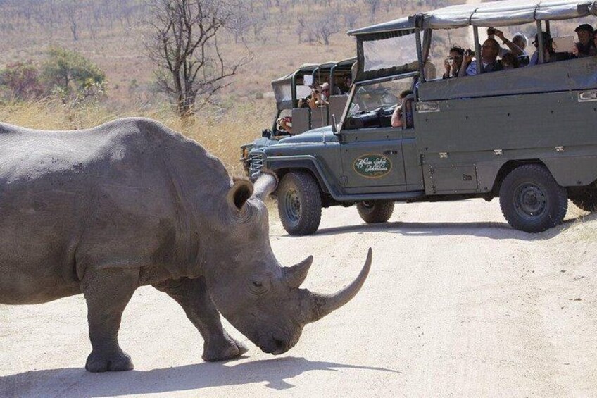 Un rinoceronte y un vehículo de safari con pasajeros. 1