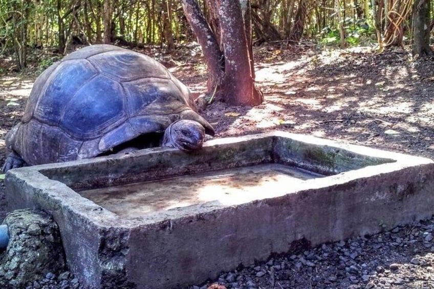 Une tortue près d’une abreuvoir en béton dans une zone boisée. 2