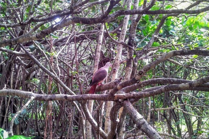 A bird perched on a branch in a dense, tangled forest. 2