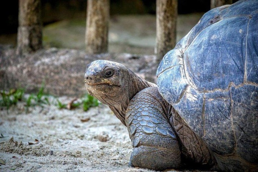 A large tortoise with a textured shell and rough skin, resting on sandy ground with sparse vegetation. 4