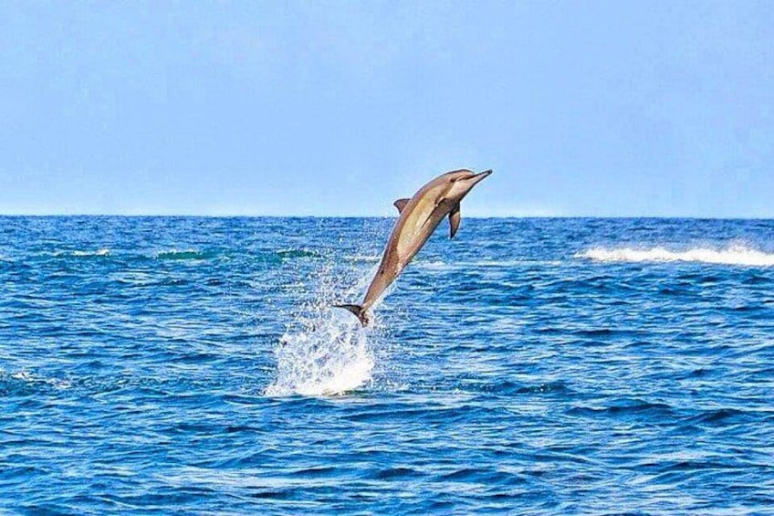 Wild Dolphin Swim & Curated Southwest Mauritius Experience 5