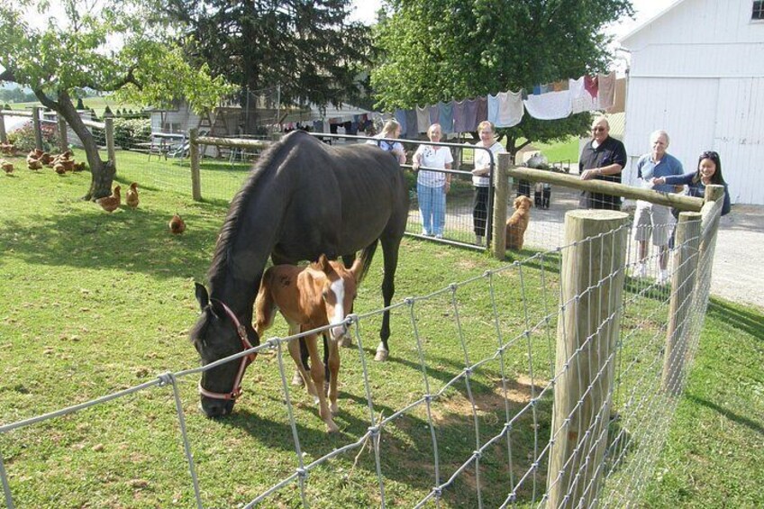 Amish Experience Visit-In-Person Tour 2