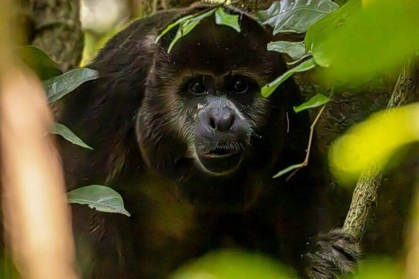 Howler Monkey Trail and Cacao Farm Experience from Guayaquil 1