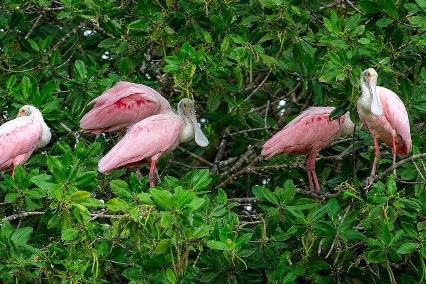 Four pink birds perched on branches amidst dense green foliage. 2