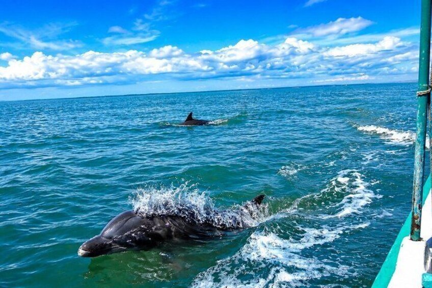 Full Day Dolphins Mangroves and Birdwatching Tour from Guayaquil 4