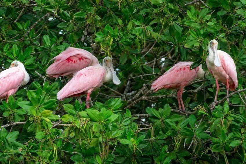 Full Day Dolphins Mangroves and Birdwatching Tour from Guayaquil 2