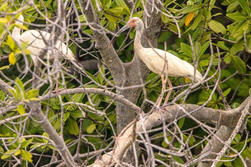 A white bird perched on a tree branch surrounded by dense foliage. 5