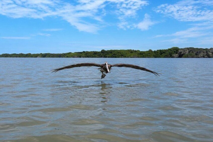 Full Day Dolphins Mangroves and Birdwatching Tour from Guayaquil 3