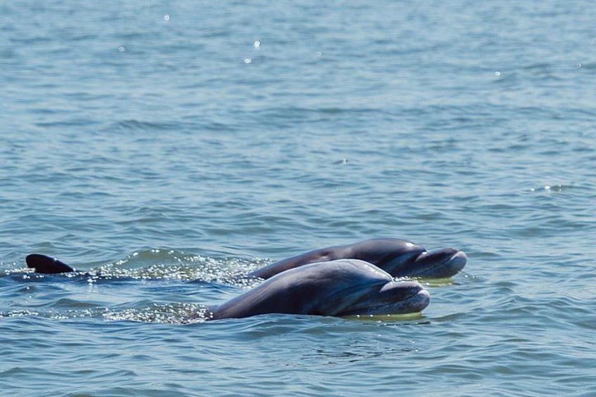 Two dolphins swimming in the ocean. 1