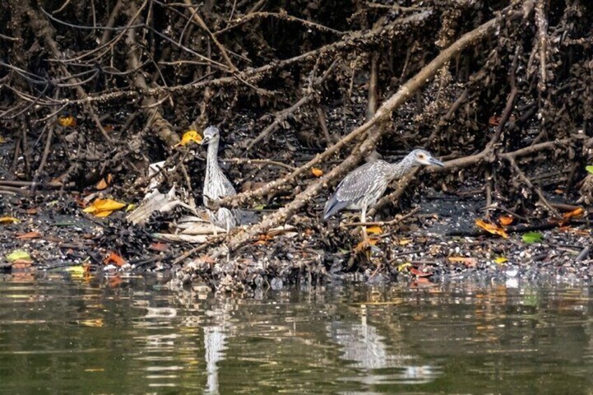 Full Day Dolphins Mangroves and Birdwatching Tour from Guayaquil 4