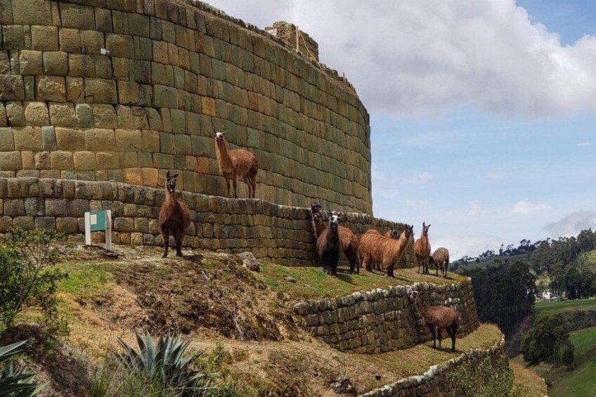 Llamas at Ingapirca's Sun Temple 1