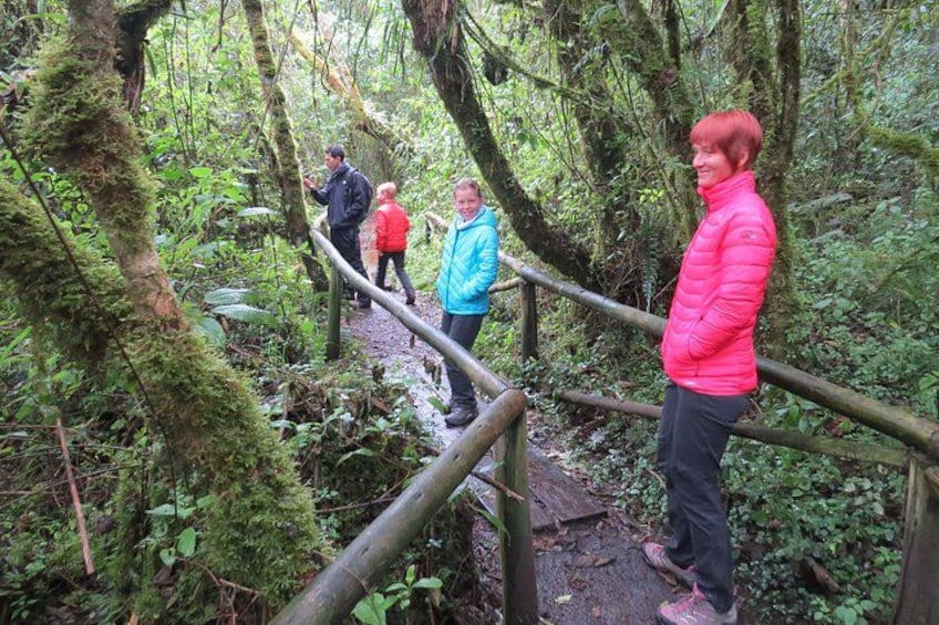 A forested area with a wooden bridge and people walking. 2