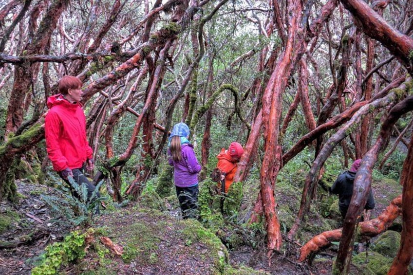 A group of people hiking in a dense forest with thick underbrush and tangled tree roots. 3