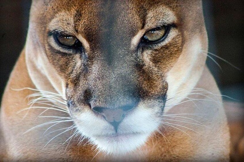Faune in the Zoo: Puma 1