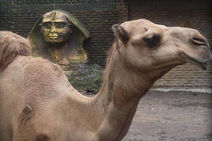Faune in the Zoo: Camello 2