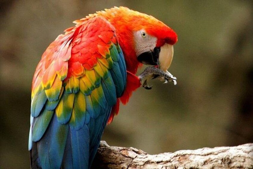 Faune in the Zoo: Guacamayo Arcoiris 5