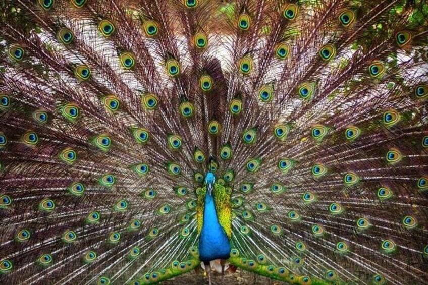 Faune in the Zoo: Pavo Real 4