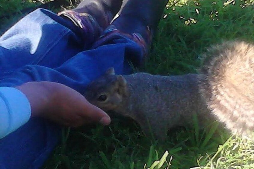 Friendly Squirrel joins a guest for snack 3