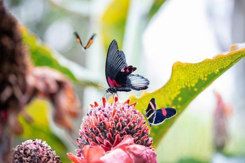 Houston Museum of Natural Science and Cockrell Butterfly Center 2