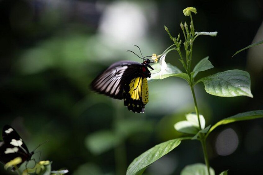Houston Museum of Natural Science and Cockrell Butterfly Center 3