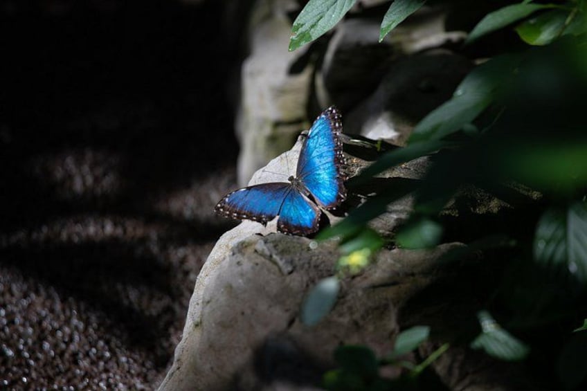 Houston Museum of Natural Science and Cockrell Butterfly Center 5