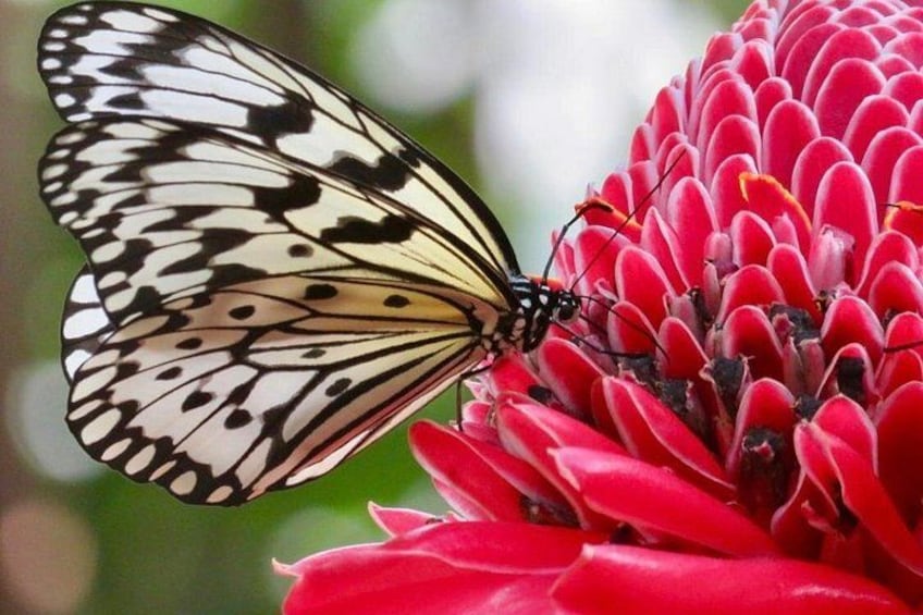 Houston Museum of Natural Science and Cockrell Butterfly Center 1