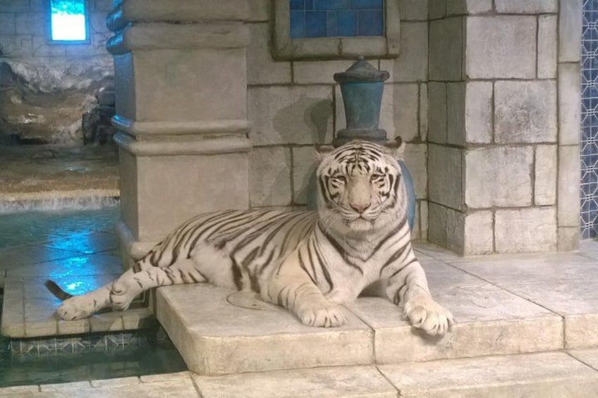 White Tiger exhibit 2