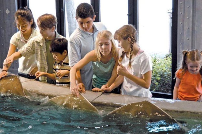 Touch and Feed Rays. 4