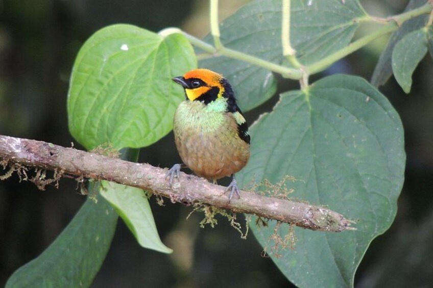 Flame-faced Tannager 2