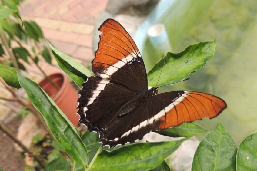 Mindo Cloud Forest Private Day Tour 4