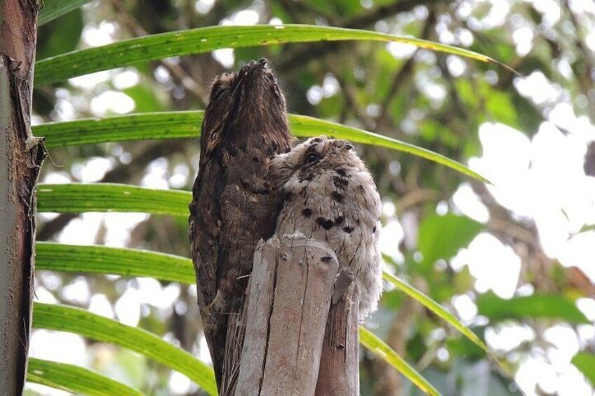 Exotic creatures. 3