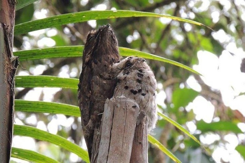 Exotic creatures. 2