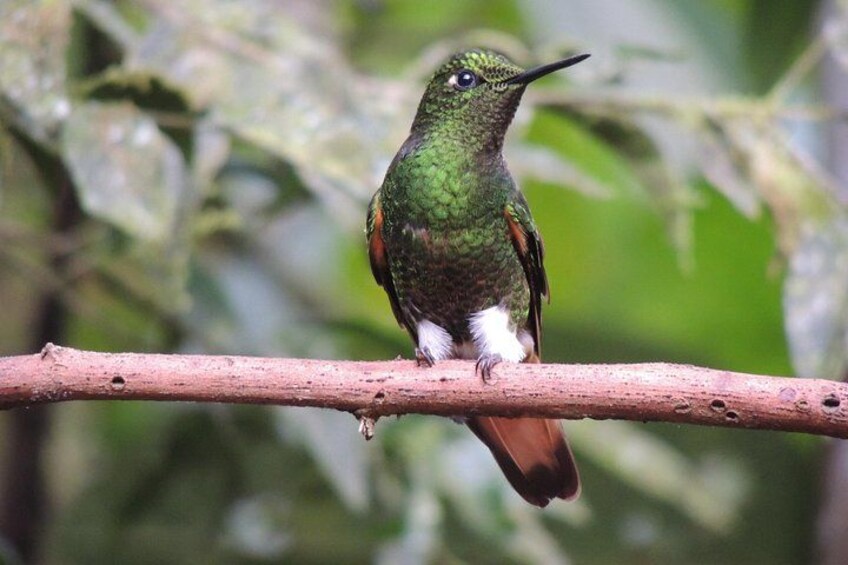 A bird perched on a branch. 5