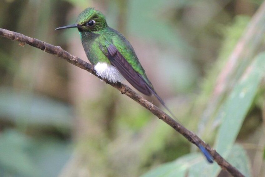 Mindo Cloud Forest Private Day Tour 5