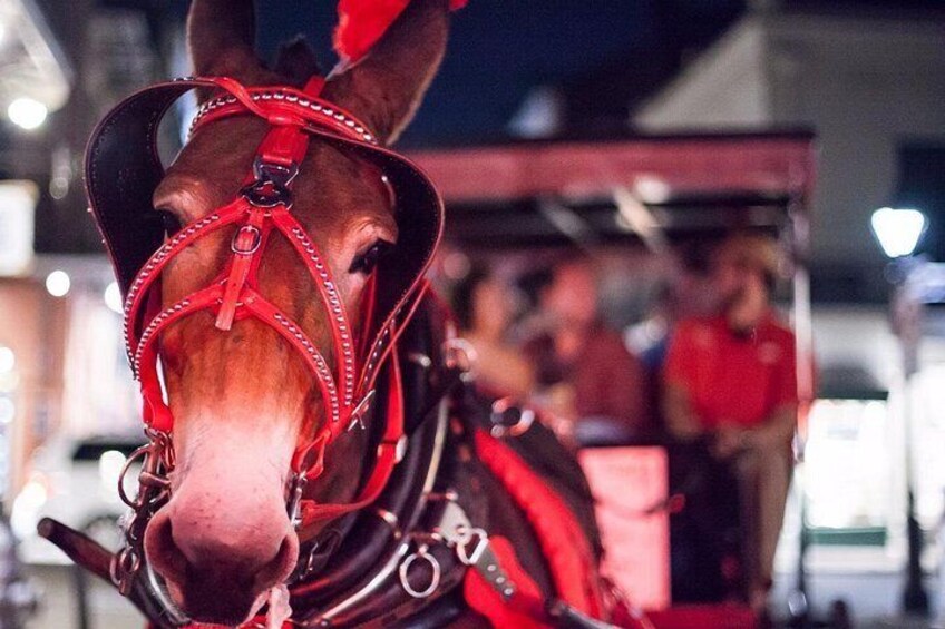 A horse with a red bridle and a person in a red shirt riding it. 3