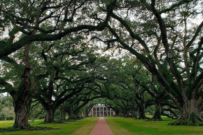 Oak Alley Plantation 2